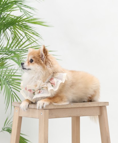 A small dog with blond fur is sitting on a wooden table, wearing a lace collar adorned with flowers. The dog is in a side profile and appears calm. In the background, there are green leafy plants on the left side.