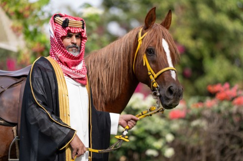 A man dressed in traditional Arabian attire stands beside a brown horse with a yellow bridle. The background features plants and colorful flowers. The man is wearing a keffiyeh, agal, and a black embroidered cloak, suggesting the image might be from Saudi Arabia.