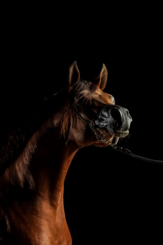 خيل