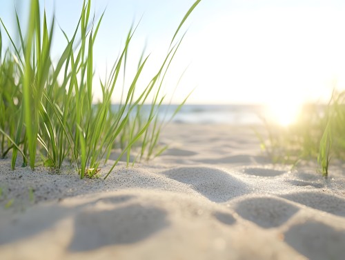 An image depicting a sandy beach lit by the golden rays of the sunset. Tall green grass plants grow sporadically through the sand. In the background, the sea is visible with calm waters under a clear sky.