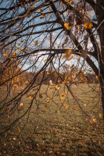 A tree with scattered yellow leaves on a sunny autumn day, with a background of grass and blue sky.