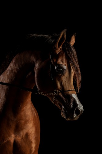 خيل