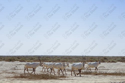 مجموعة من حيوانات المها العربية في وسط الصحراء ومن حولها الاعشاب الخضراء.