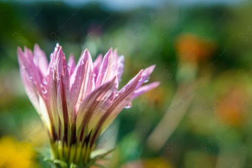 A close-up of a violet flower in a garden showing drops of water, nature