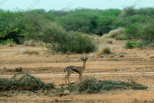 The image shows a gazelle standing in the middle of a desert area filled with green trees and shrubs. The ground is dry, covered with sand and some dry grassy plants. The horizon is filled with scattered green bushes.