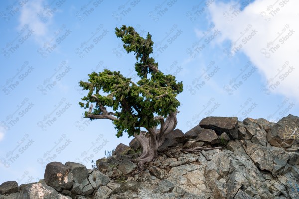 A shot of a tree on a mountain slope located on Mount Daqqa in Al-Shifa in Taif Governorate, showing the sky overcast and clouds, Taif Mountains, nature in Saudi Arabia