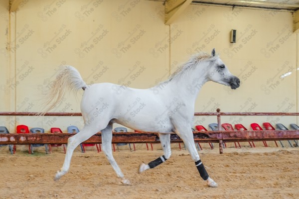 لقطة لخيل عربي بلون الابيض بأسطبل نهارًا ، سباقات الخيل ، جمال خيل العربي ، قفز الحواجز .