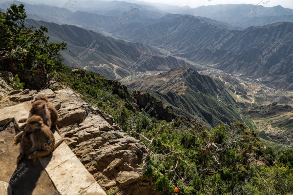 A scenic view of a high mountain in Saudi Arabia, showcasing the sprawling mountain peaks and diverse terrains extending into the green horizon. In the foreground, three monkeys are sitting on a rocky edge, with trees and vegetation spreading across the mountainous slopes.