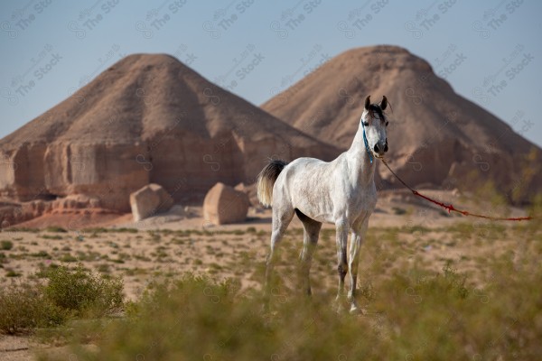 صورة لخيل عربي أصيل أبيض اللون في وسط صحراء العلا بالسعودية وتبدو السماء صافية نهارًا ، تربية وتدريب الخيول ، الخيل العربي الأصيل.