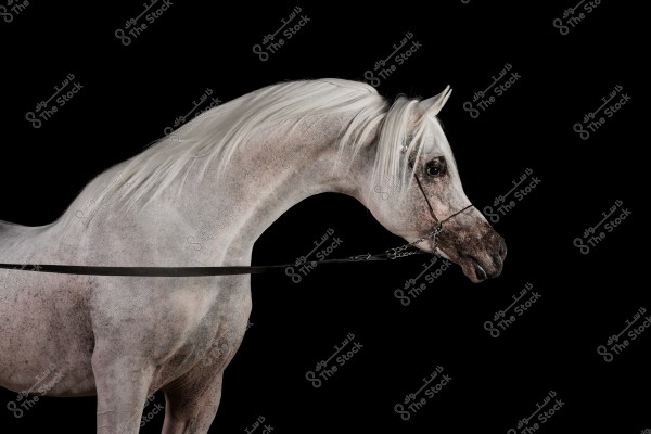 A profile image of a white dapple grey Arabian horse against a black background. The horse appears sleek and shiny, featuring smooth, long hair on its mane and head. It is wearing a simple bridle, highlighting its elegance and beauty.