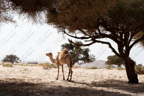 لقطة لجمل يستظل تحت احر الاشجار , أحد الجمال في الصحراء نهارًا، تربية مجموعة من الإبل في الصحراء .