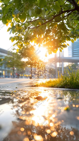 Image depicting a tree with green and yellow leaves overhanging a city street at sunset. Water droplets are seen falling under the tree with golden light reflections on the wet pavement. Modern buildings appear in the background, adding to the warm and serene atmosphere of the scene.