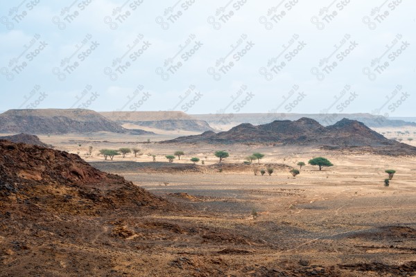 A shot of a desert during the day, showing rocky masses, trees and mountains, the Empty Quarter, hunting, a group of trees.