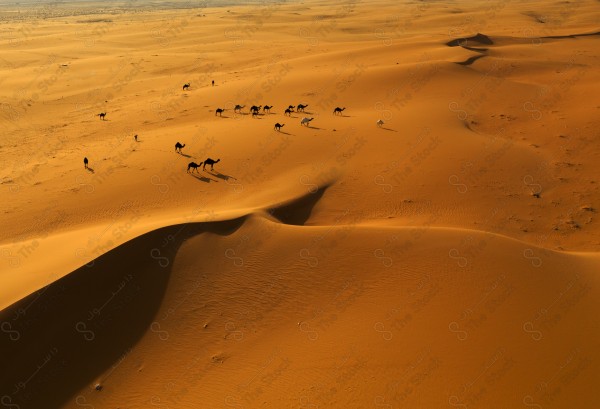 قطيع من الإبل تسير في صحراء العلا نهارًا، أماكن سياحية في السعودية.