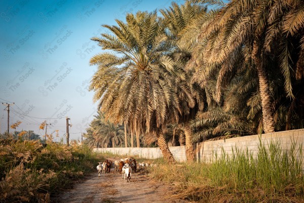 لقطة لمجموعه من الخراف في الطريق وبجانبه مجموعه من المزارع والاشجار وتبدو السماء صافية نهارًا، الطبيعه في السعوديه