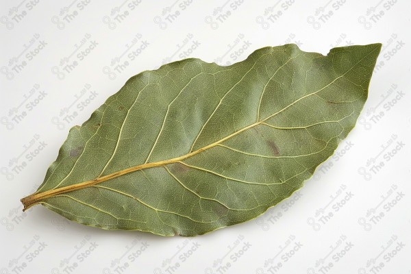 Bay leaves for cooking.