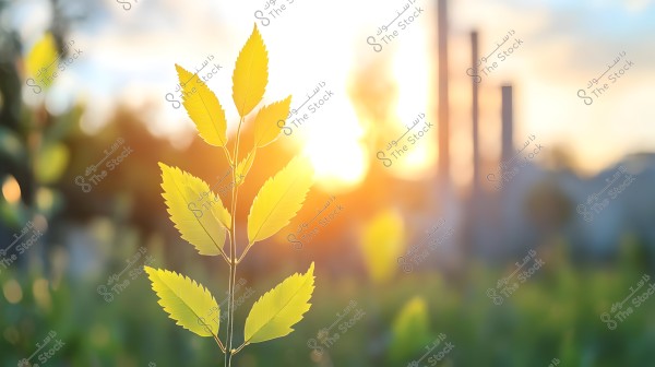 صورة تظهر فرعاً صغيراً يحمل عدة أوراق خضراء زاهية مضاءة بأشعة الشمس الذهبية في وقت الغروب, في خلفية طبيعية ضبابية توحي بصفاء الجو وخضرة النباتات.