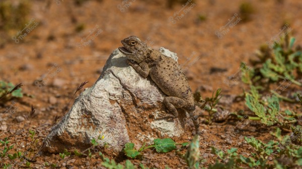 An image of a small lizard resting on a rock in a desert environment. The lizard is brown with dark spots, and it appears to be basking in the sun. The ground around the rock is covered with brown soil and some scattered green plants.
