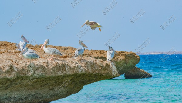 A group of pelicans standing on a large rocky ledge above the blue sea. One pelican is flying in the sky, with sunny weather and a blue sky.