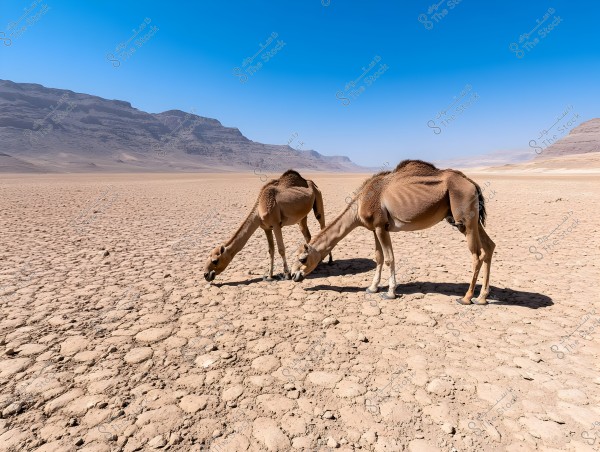 Two camels stand on a vast, dry desert landscape under a clear blue sky. The camels appear to be grazing on something unseen on the ground. In the background, rocky mountains can be seen in the distance, enhancing the sense of emptiness and expanse in the scene.