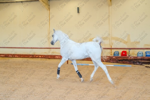 لقطة لخيل عربي بلون الابيض بأسطبل نهارًا ، سباقات الخيل ، جمال خيل العربي ، قفز الحواجز .