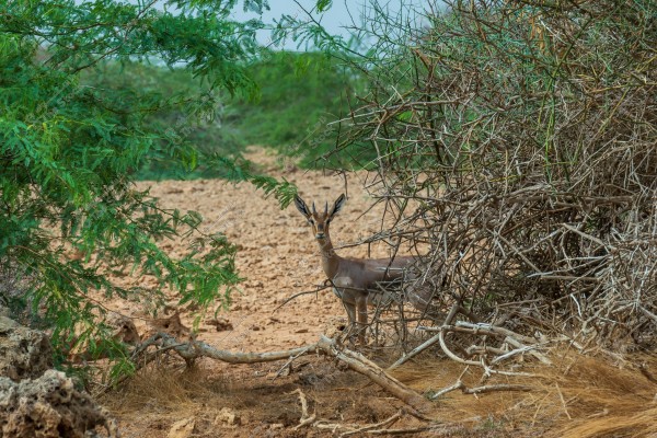 A gazelle is seen among dry shrubs and green foliage in a semi-arid landscape. The gazelle stands in the center, surrounded by thorny plants and barren ground in the background. The sky is clear with greenery scattered in some areas.