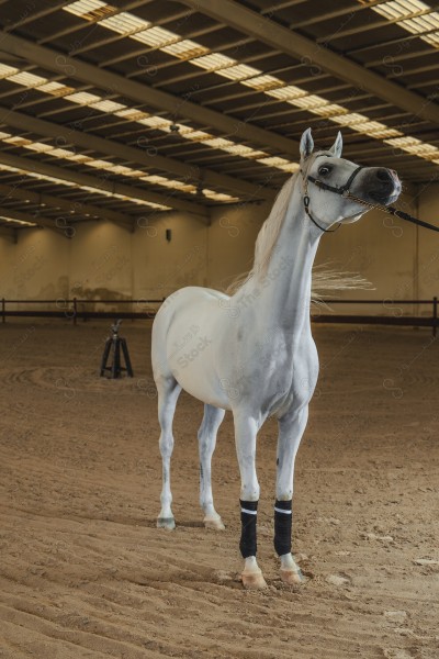 لقطة لخيل عربي بلون الابيض بأسطبل نهارًا ، سباقات الخيل ، جمال خيل العربي ، قفز الحواجز .