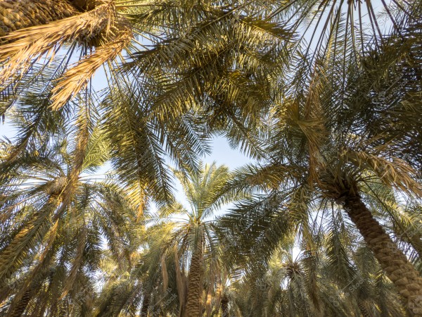 منظر لأشجار النخيل من الأسفل, تظهر السماء الصافية بين الأغصان.