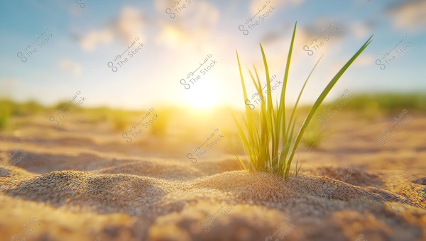 The image depicts small green grass blades growing in sandy soil under bright sunlight. The horizon in the background is blurred with some clouds in the blue sky, creating a relaxing and peaceful scene.