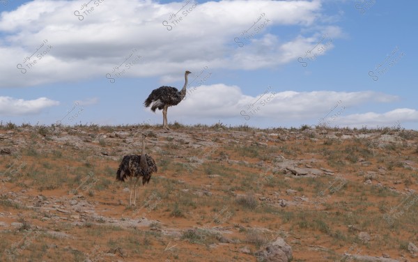 The image shows two ostriches standing on a desert terrain, with small patches of grass scattered among rocks and sand. The ostrich in the background is standing higher on the hill, while the other is closer to the foreground. The sky is blue with scattered white clouds.
