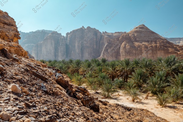 A natural landscape depicting a valley surrounded by green palm trees, with towering rocky mountains in the background under a clear blue sky. Sandy rocks are visible in the foreground, contributing to the desert aesthetic of the scene.