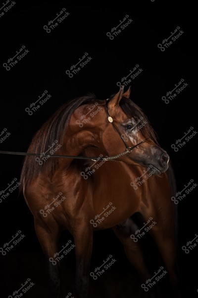 Image of a purebred bay horse with its head slightly turned to the side, wearing a black bridle. The horse features strong and majestic traits, clearly outlined against a black background that highlights its body details beautifully.