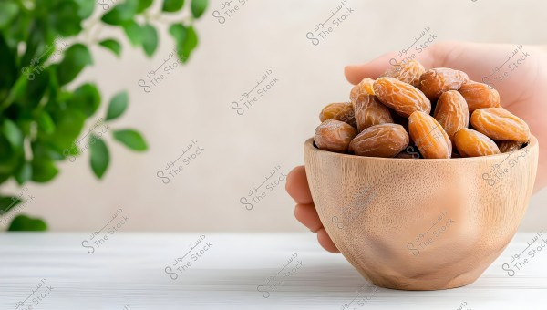 A hand holding a wooden bowl filled with dates on a white table. There is a blurred green leafy plant in the background.