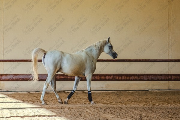 لقطة لخيل عربي بلون الابيض بأسطبل نهارًا ، سباقات الخيل ، جمال خيل العربي ، قفز الحواجز .