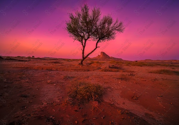 beautiful sunset with lonely tree at desert