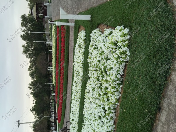 An image of a garden featuring a paved path lined with fences and lamp posts. The garden has neatly arranged flower beds planted in wavy rows with red and white flowers, showcasing a visually appealing contrast. Trees rise in the background, and there are benches for seating, with a power line tower visible at the left edge of the image.
