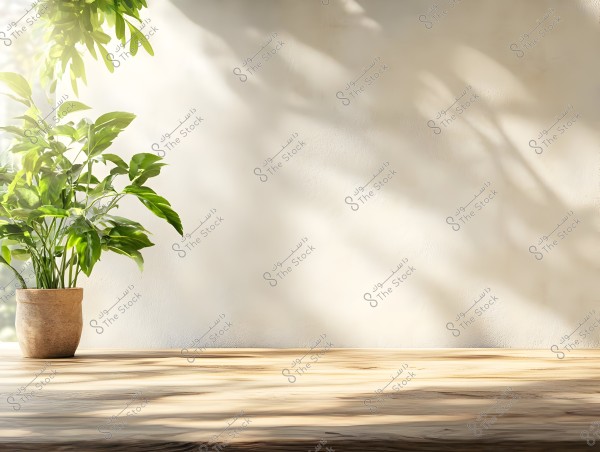 Image featuring a green plant in a ceramic pot placed on a wooden surface. The background is a light-colored wall with shadows of the plant\'s leaves visible on it. Light is coming from the top left, illuminating the plant and casting soft shadows.