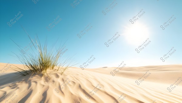 A scenic view of a desert under a bright sun, with clear blue skies. The image shows rolling sand dunes with small green plants growing on the dunes.