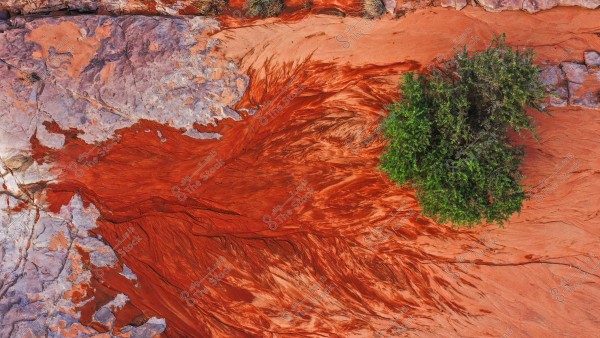 Aerial view of a textured landscape showcasing natural colors where red volcanic formations meet grayish-pink rocks. In the top right quadrant of the image, a green tree is growing on the red soil.