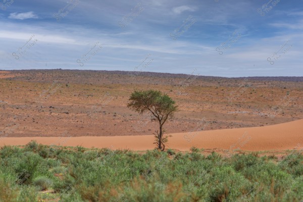 A solitary tree stands in the middle of a desert landscape, surrounded by sand dunes and green desert vegetation. The sky is blue with some white clouds, creating a calm and arid scene.
