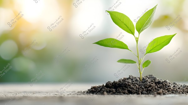 A small seedling with vibrant green leaves growing from dark soil. The background of the image features blurred hues of green, yellow, and beige, providing a serene and natural growth atmosphere.