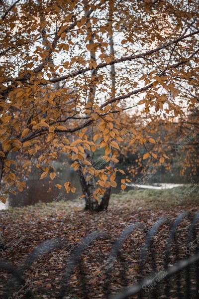 صورة لغصن شجرة في فصل الخريف بأوراق صفراء برتقالية, مع خلفية غامضة لنهر ومساحة عشبية.