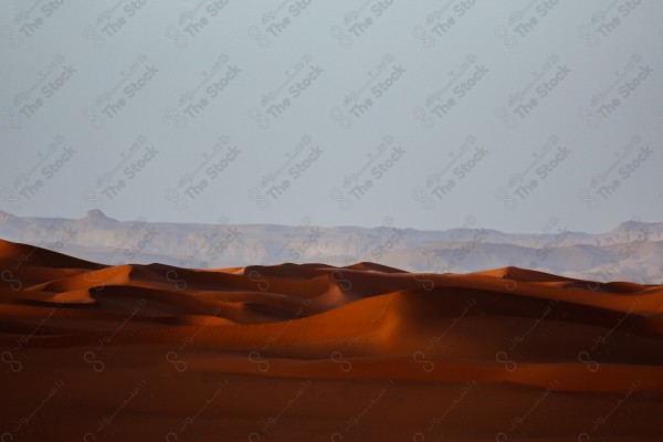 A beautiful shot of the sand dunes in Saudi Arabia, and the Tuwaiq Mountains appear behind them, the golden sands in the Saudi desert. Wild life