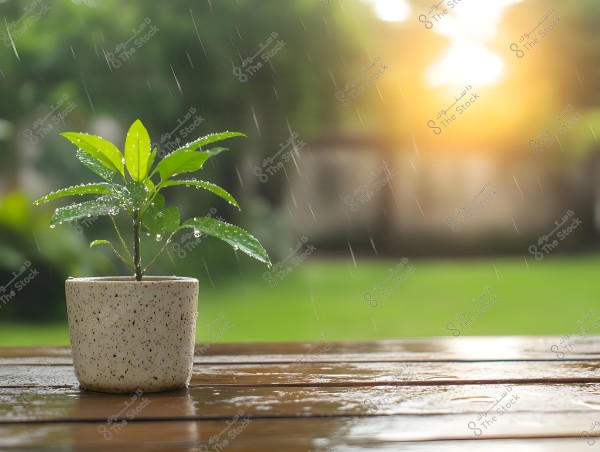 An image of a small plant in a speckled pot, covered with water droplets, placed on a wooden table. The background features a green garden with bright sunlight shining through, creating a serene and natural atmosphere. Light rain is visible in the image.