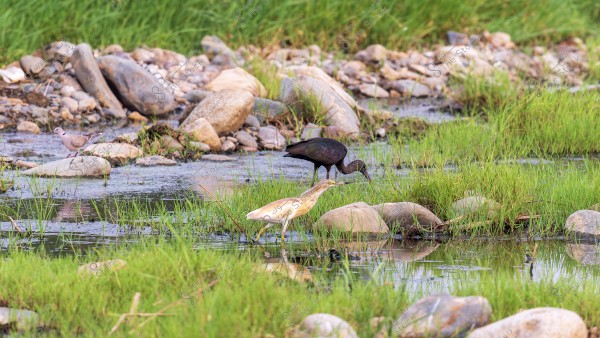 An image of several birds in a natural environment. A light brown bird is in the foreground, walking through shallow water surrounded by green grass. In the background, there is a dark-colored bird searching for food, and a dove perched on a rock near a stream. The scene is characterized by rocks and lush green vegetation surrounding the water.