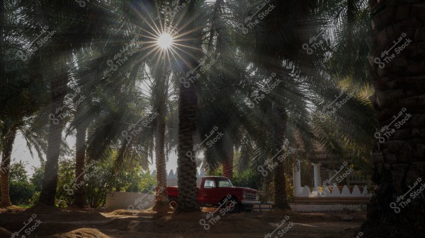 The image shows a scene of a red pickup truck parked among rows of palm trees in an orchard. Sunlight beautifully filters through the palm leaves, creating a radiant pattern of light and shadows on the ground. In the background, part of a traditional building surrounded by a white wall is visible, providing an overall view of nature in a rural setting.
