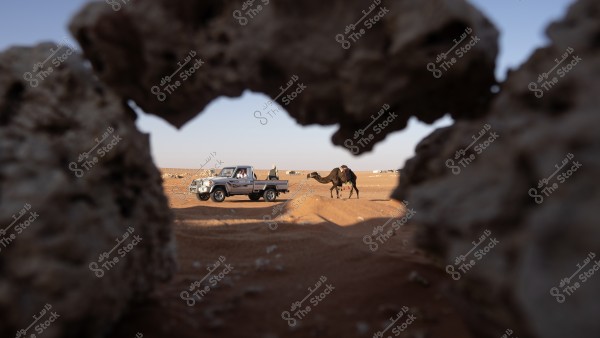 Camels are the beauty of Saudi Arabia