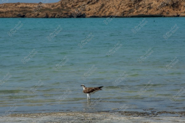 A bird stands in shallow water near a rocky beach. The background includes clear blue sea water with rocky hills in the distance.