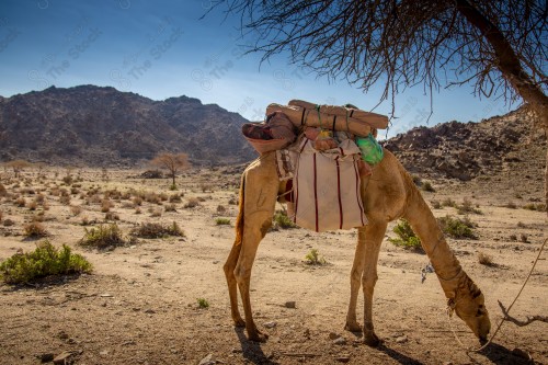 صورة مقربة لحيوان الجمل ، تربية الجمال و الإبل ، تربية الحيوانات والمواشي في المملكة العربية السعودية