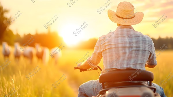 The image shows a man wearing a straw hat and a plaid shirt, riding a quad bike or small tractor in a field. The scene is bathed in golden sunset light, with a blurred view of sheep in the background.